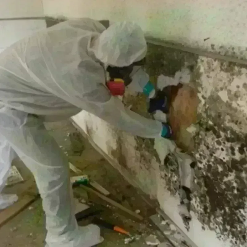 Mold Remediation and Removal in Blissfield, MI